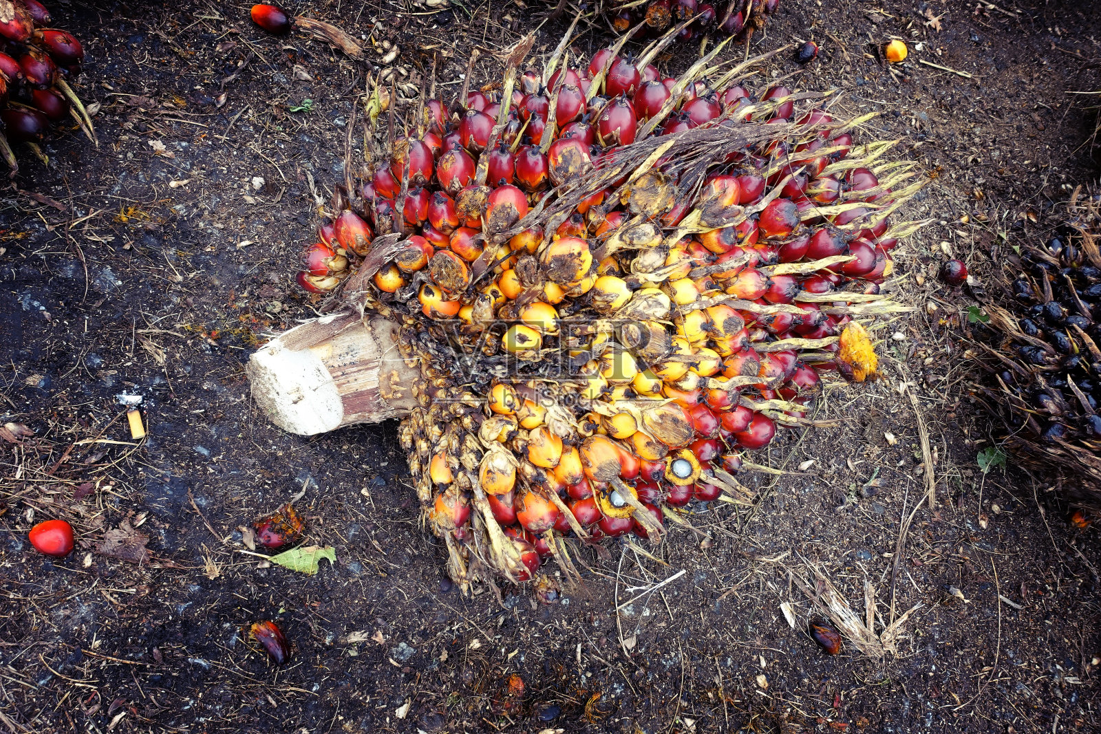 近距离观察新鲜的棕榈油水果照片摄影图片