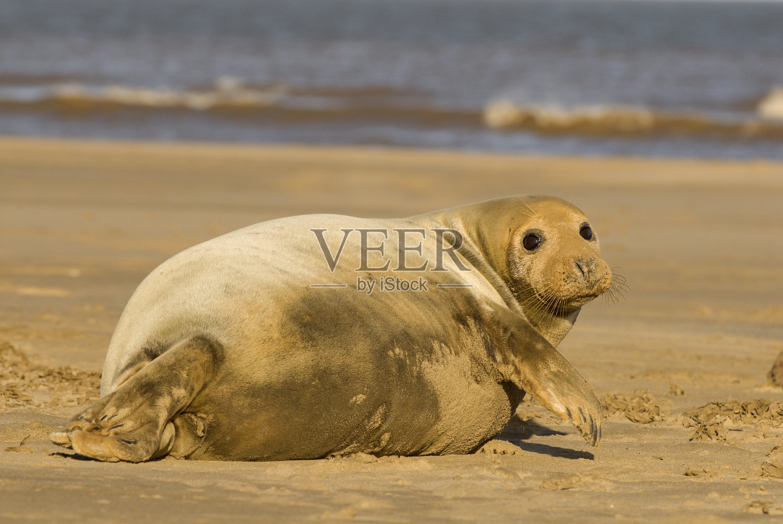 灰色海豹-唐娜·诺克照片摄影图片
