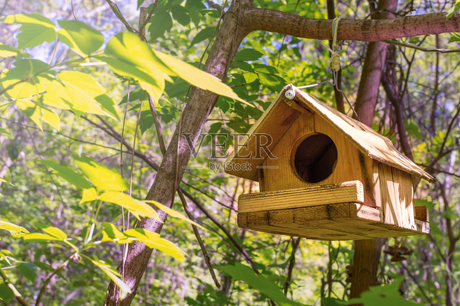鸟舍在树上供鸟儿喂食照片摄影图片