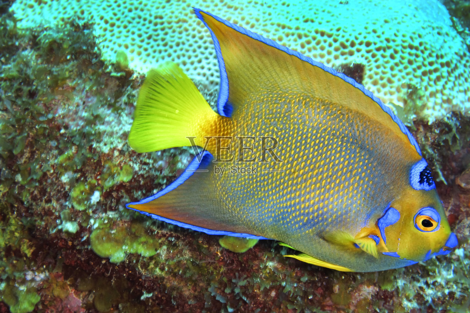 天使鱼女王，加勒比海，吉隆湖，古巴照片摄影图片