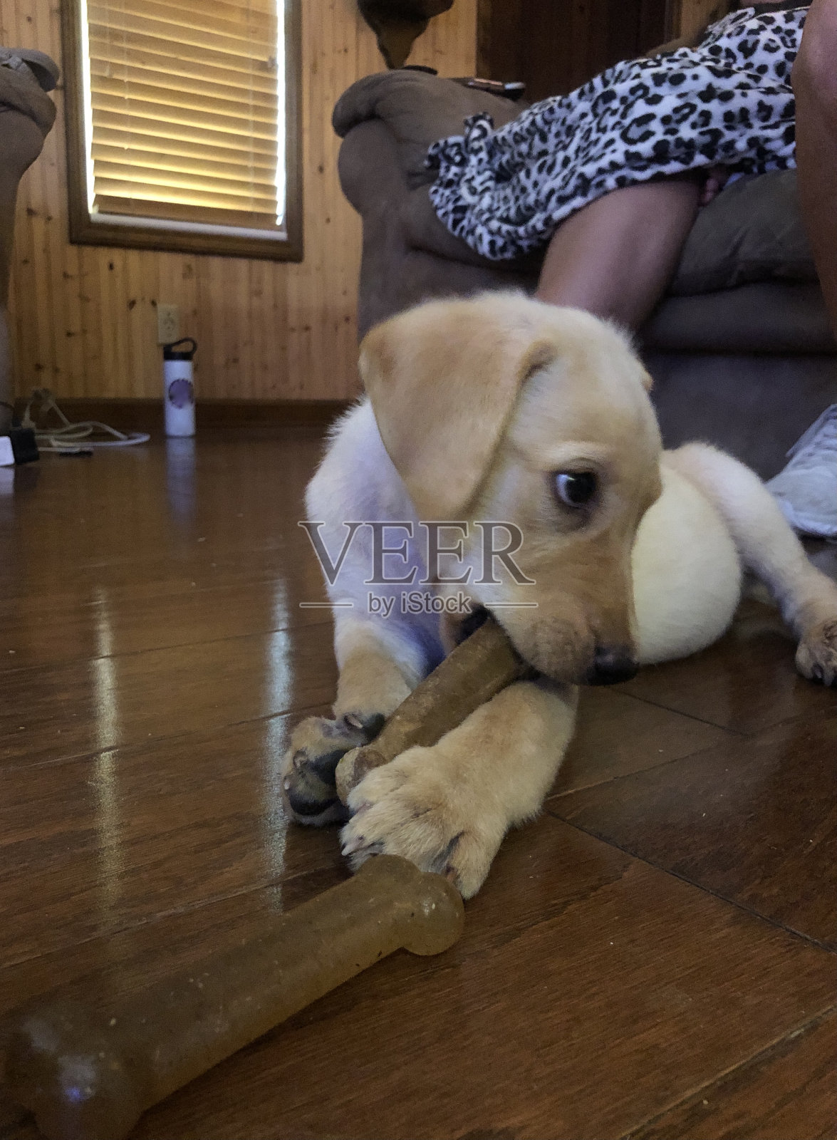 小狗咬玩具骨头照片摄影图片