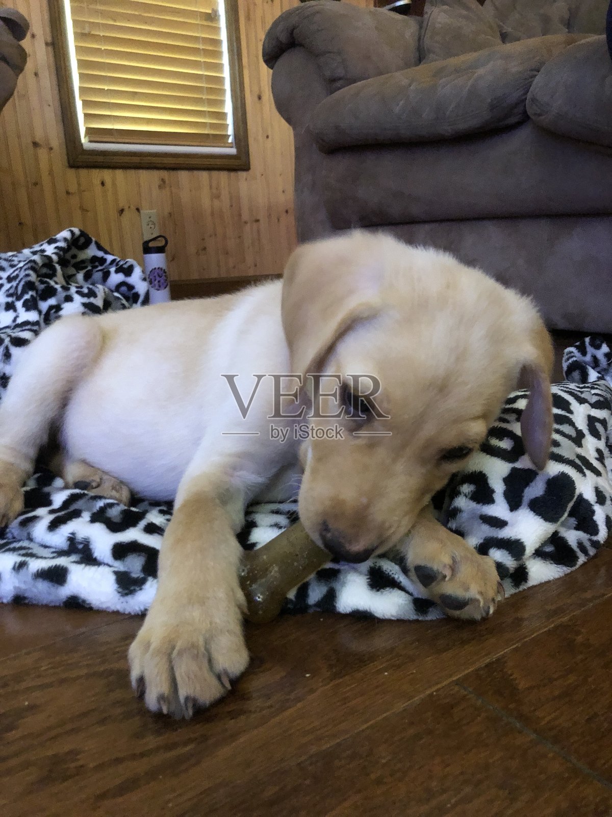 小狗咬玩具骨头照片摄影图片