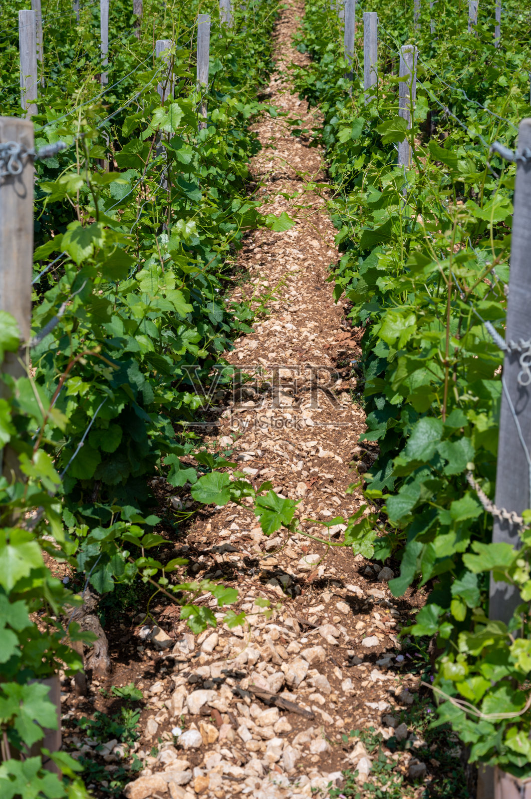 在法国东部的勃艮第地区，绿色的特级和特级葡萄园种植着成排的黑皮诺葡萄，生产着著名的勃艮第红葡萄酒。照片摄影图片