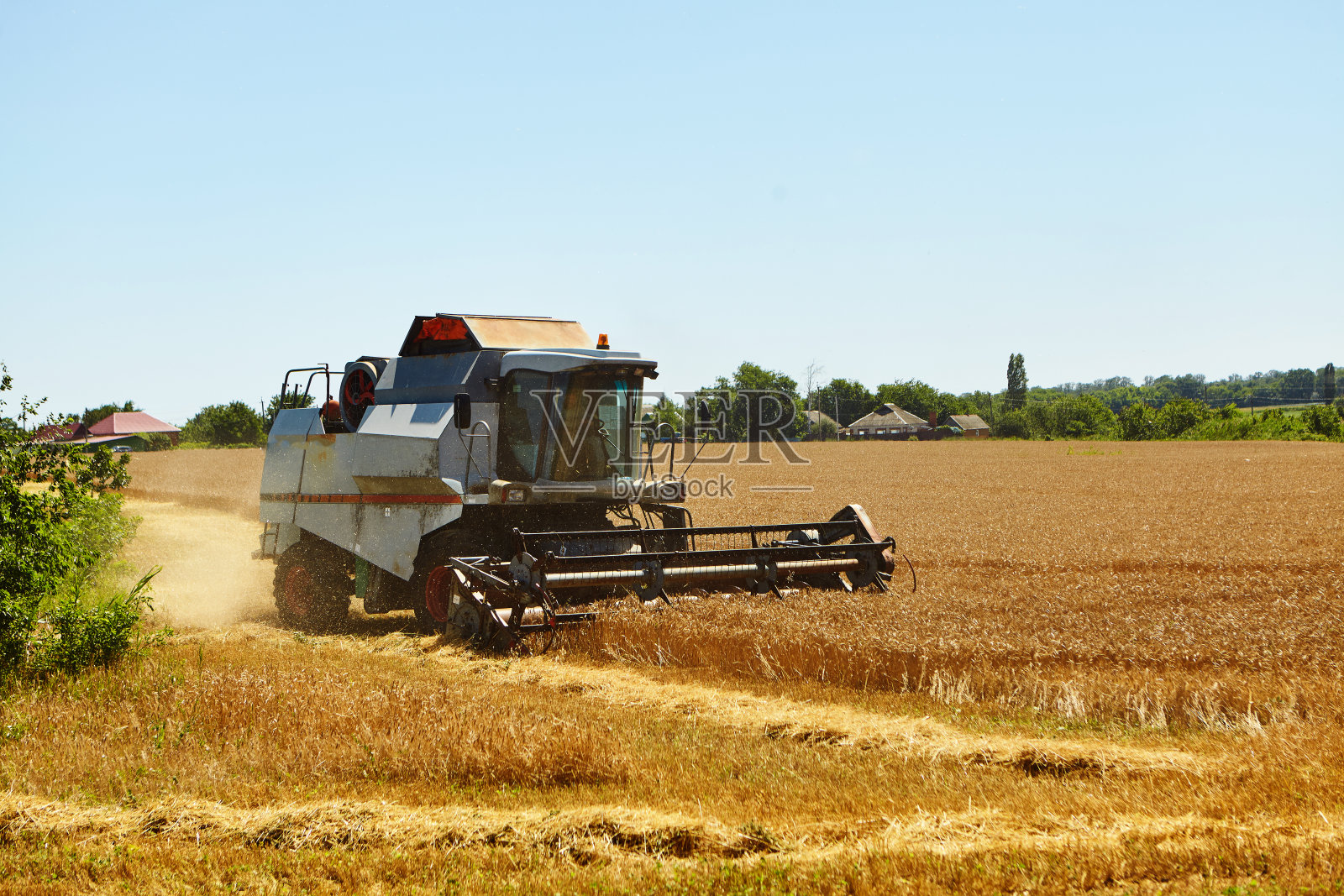 联合收割机在麦田里工作。收割成熟庄稼的过程。照片摄影图片