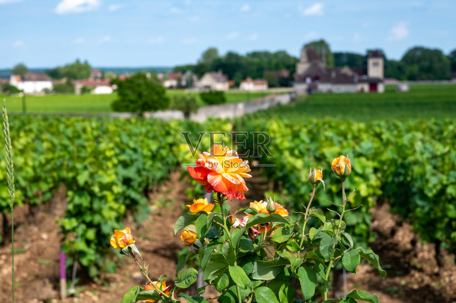在法国东部的勃艮第地区，绿墙的特级和特级葡萄园种植着成排的黑皮诺葡萄，酿造着著名的勃艮第红葡萄酒。照片摄影图片