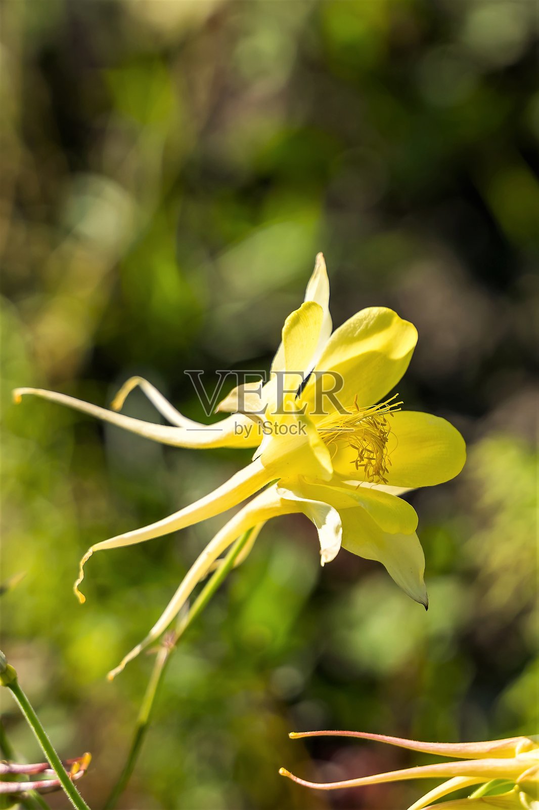 黄色水曲柳花的一个不寻常的形状特写。照片摄影图片