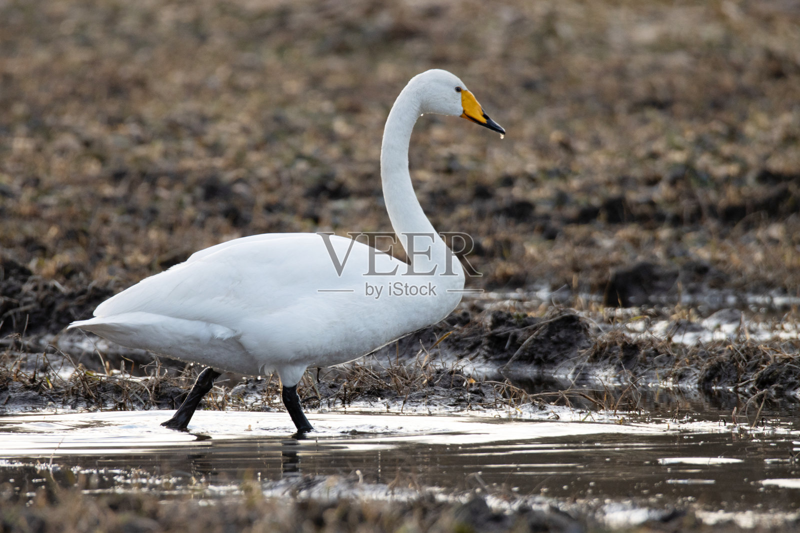 大天鹅，大天鹅停在一片泥泞的农田上照片摄影图片