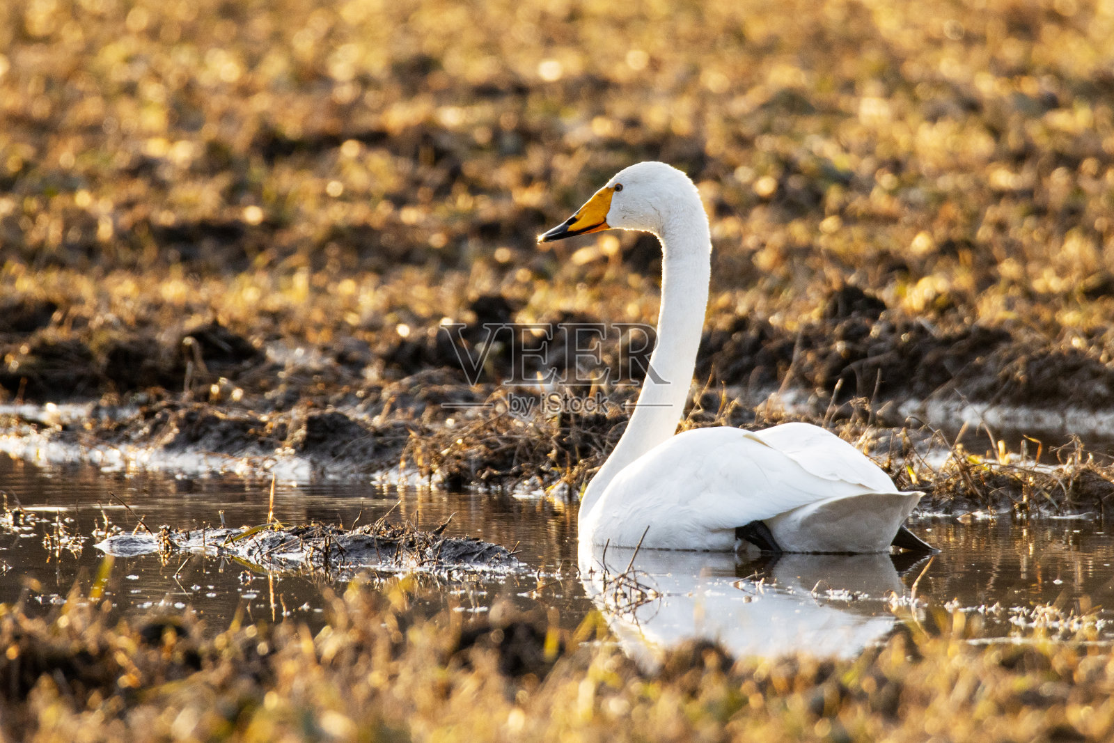 大天鹅，天鹅座天鹅座停在泥泞的麦田里照片摄影图片