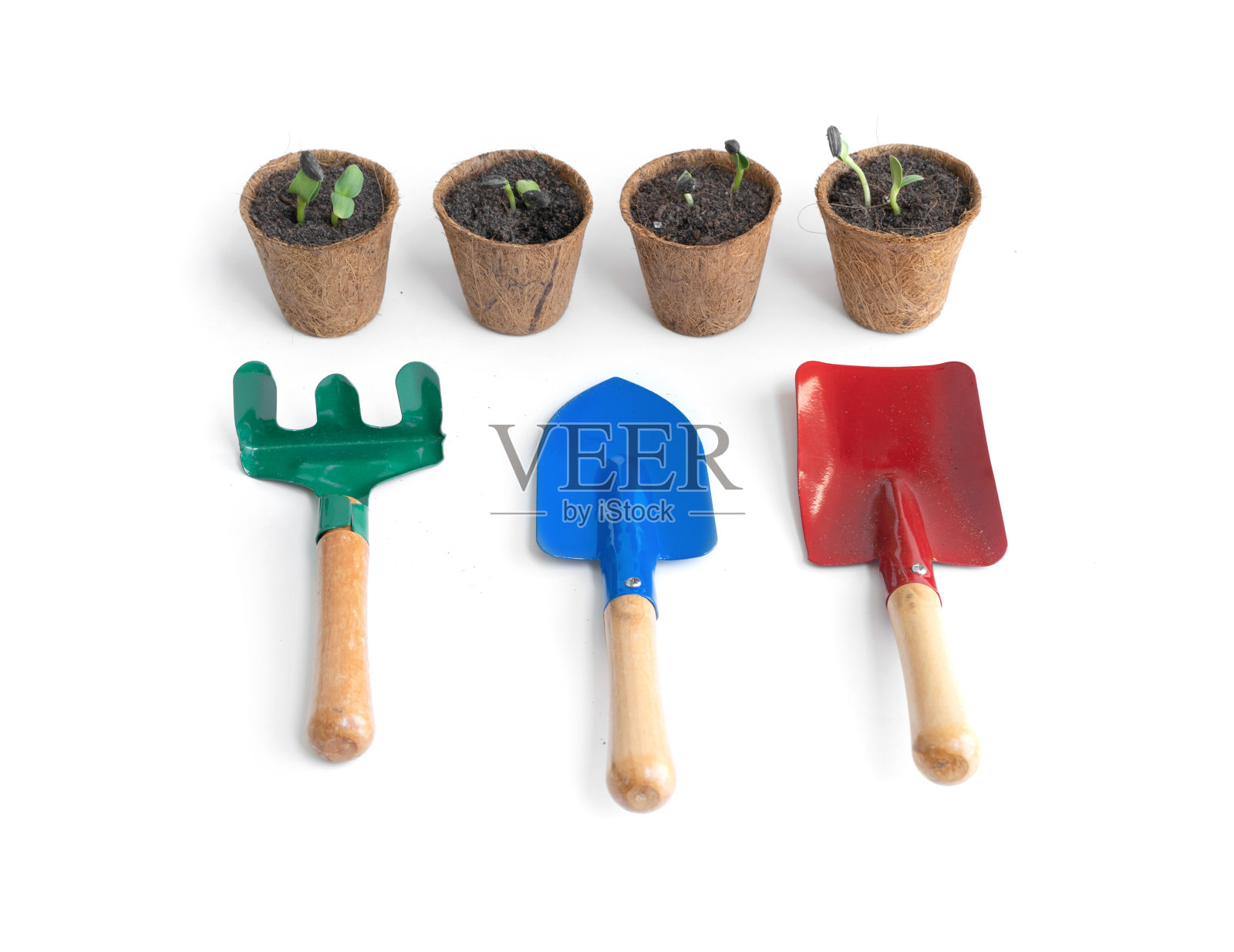 盆栽中的向日葵幼苗。在白色背景下，用铲子、园艺设备或工具隔离发芽的树木。照片摄影图片