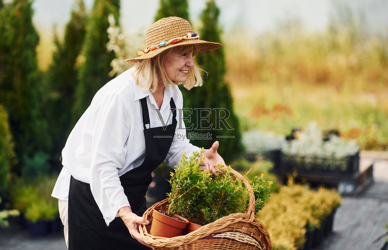 用篮子把植物种在花盆里。一位年长的女士白天在花园里。植物和季节的概念照片摄影图片