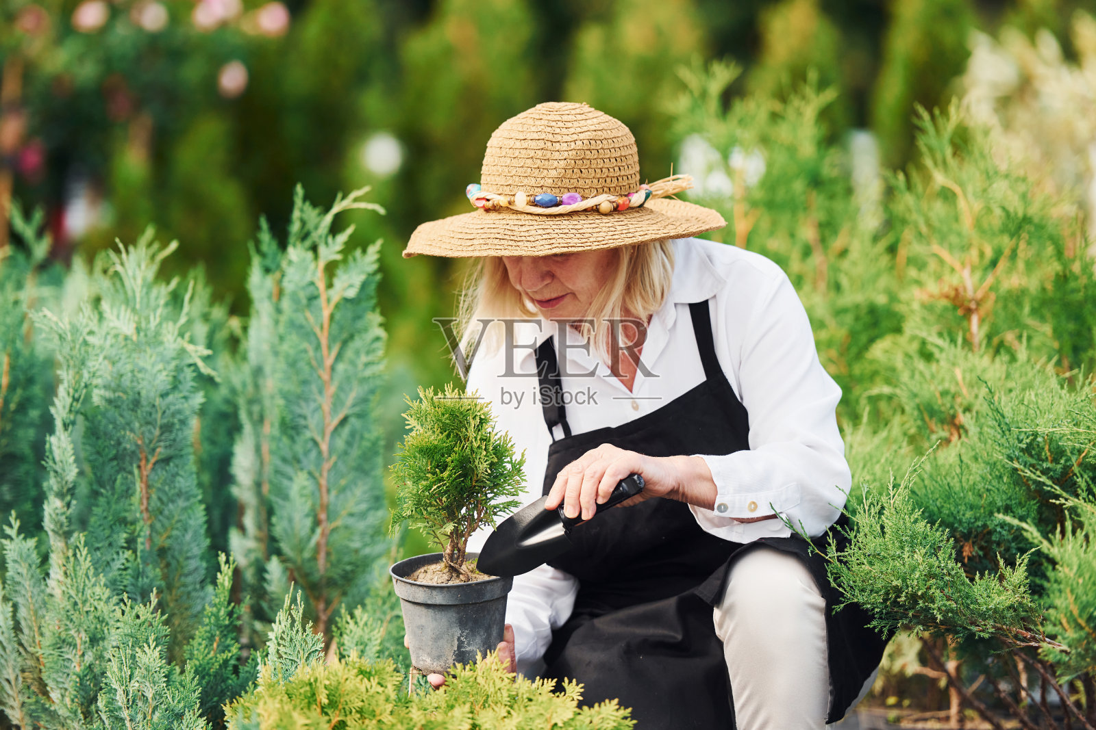 手里拿着锅。白天戴大帽子的老妇人在花园里。植物和季节的概念照片摄影图片