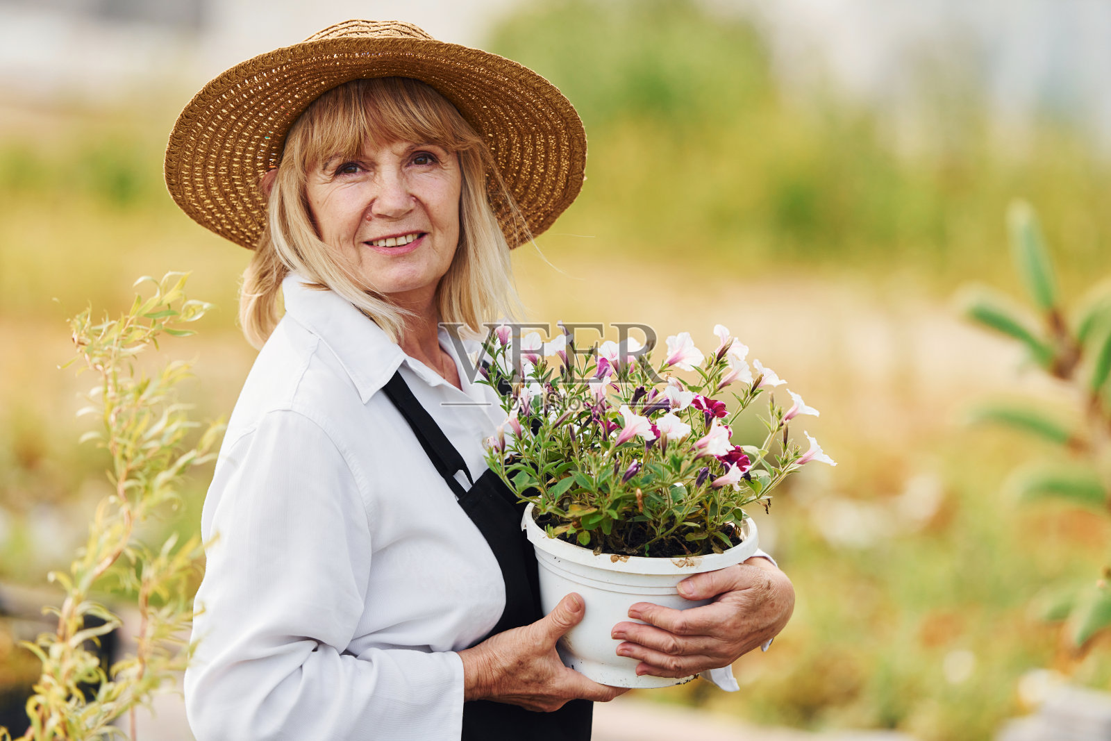 手捧一盆花摆姿势。一位年长的女士白天在花园里。植物和季节的概念照片摄影图片