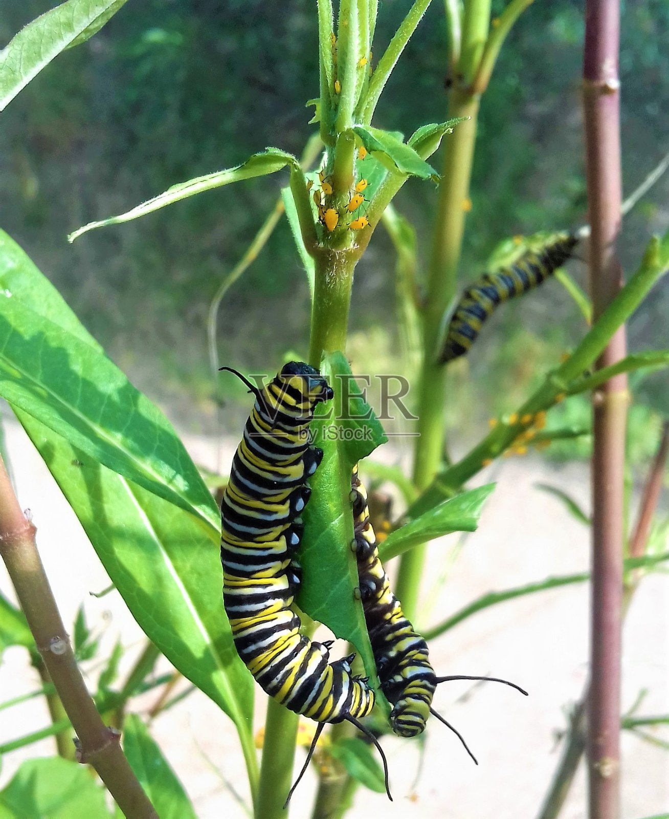毛毛虫照片摄影图片