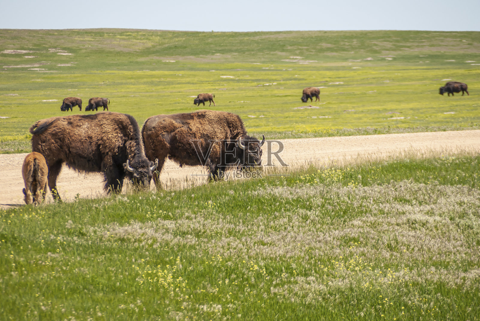 野牛家庭场景，荒地，SD，美国照片摄影图片