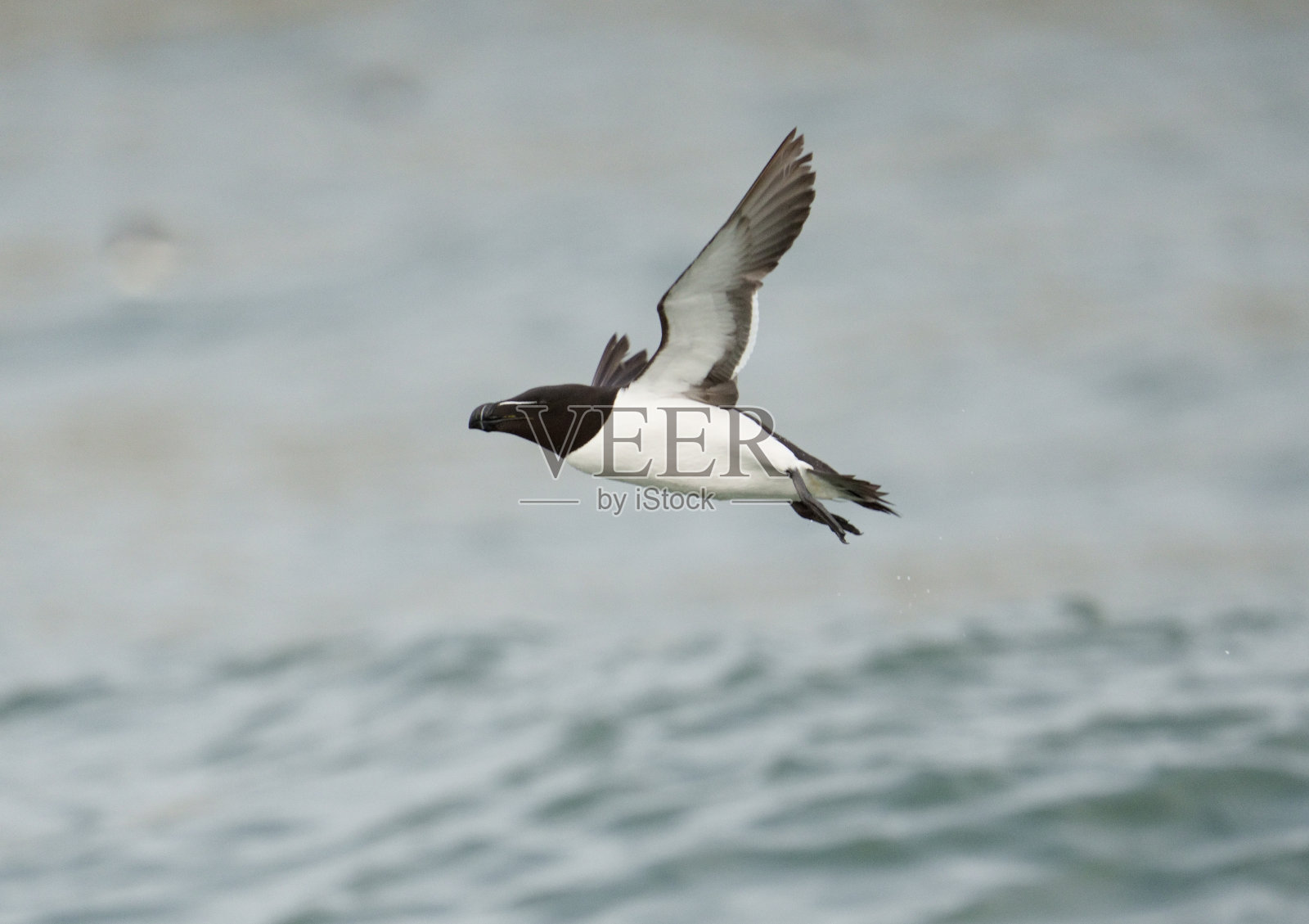 雷佐比尔，莱·托尔达照片摄影图片