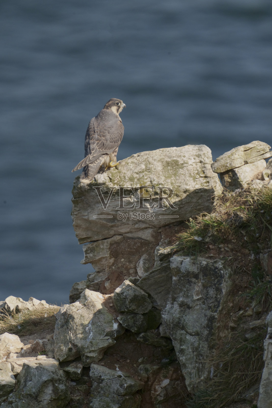 游隼，游隼照片摄影图片