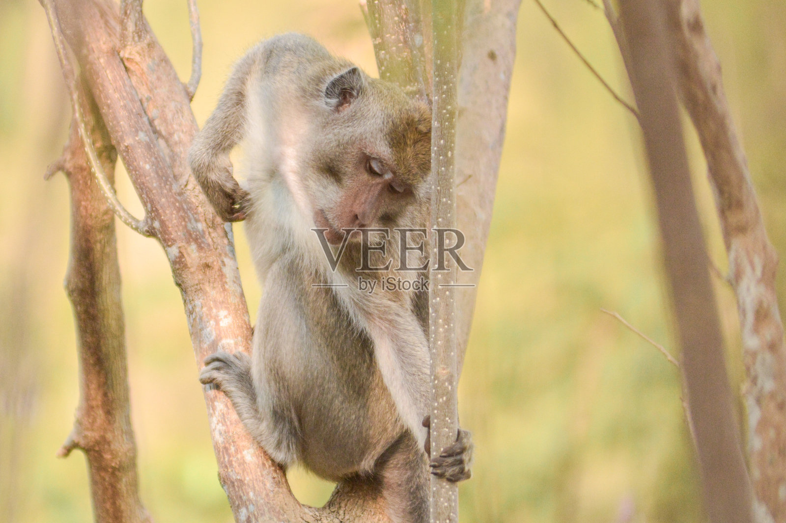 猴子照片摄影图片