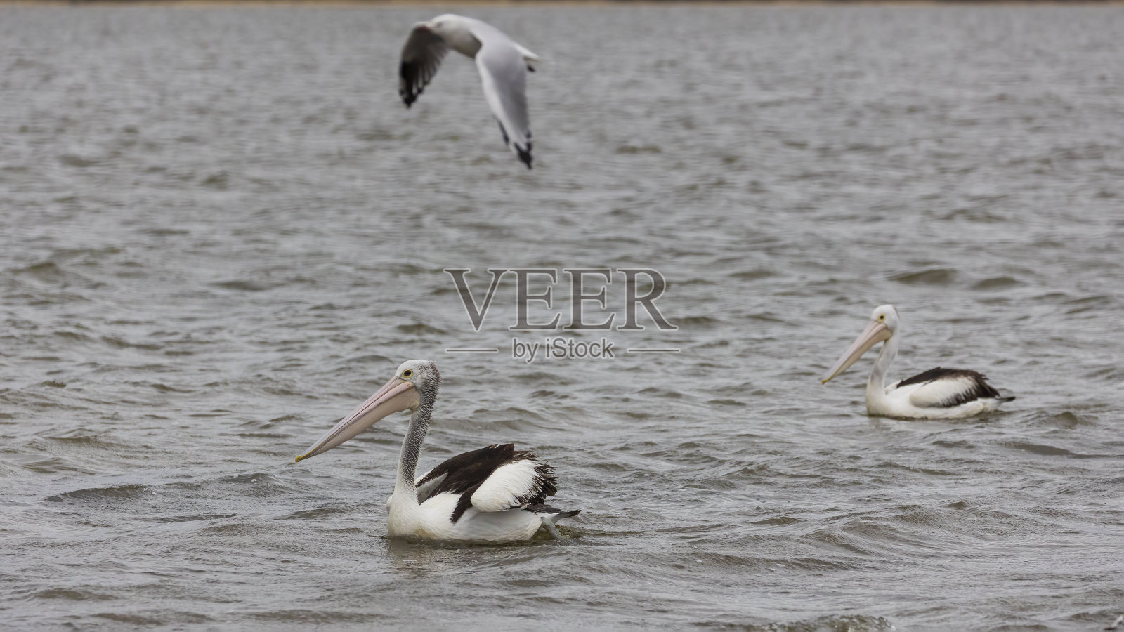 澳大利亚鹈鹕(鹈鹕)照片摄影图片