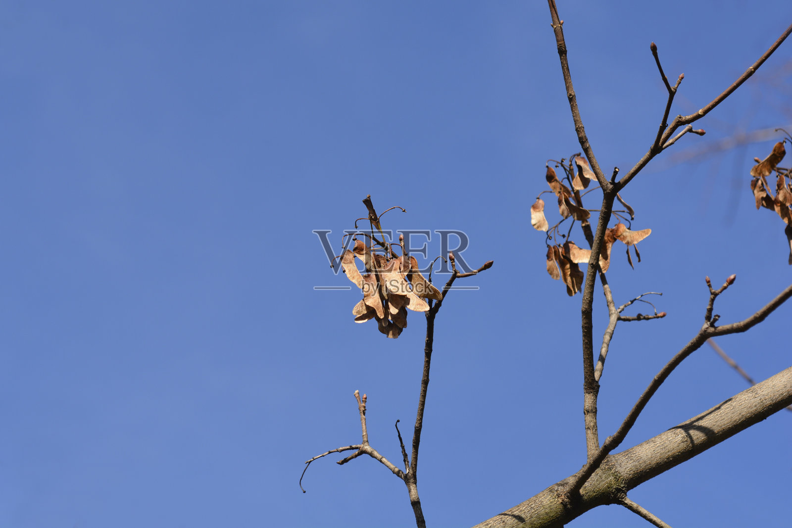 挪威槭照片摄影图片