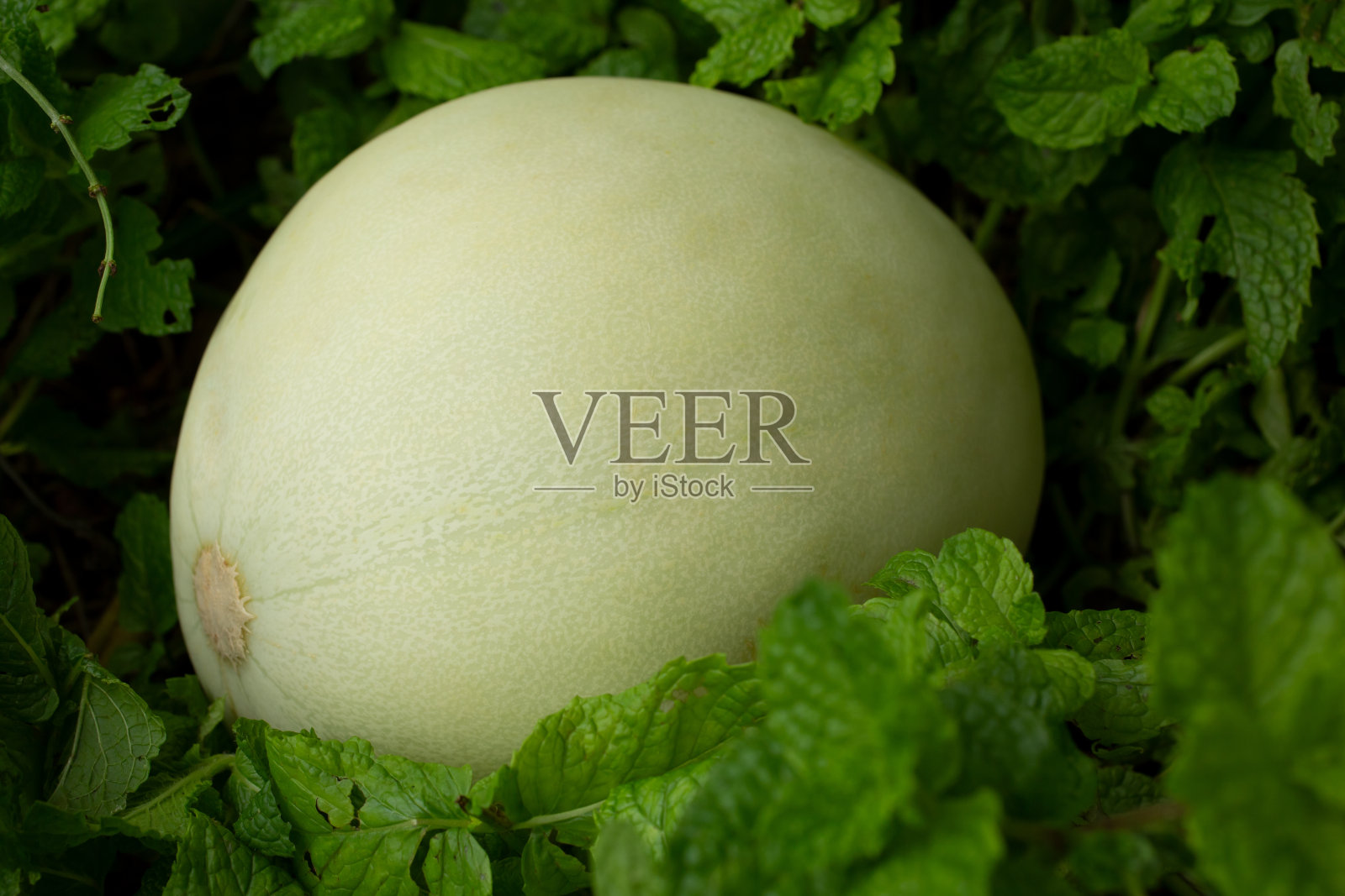 蜜瓜照片摄影图片