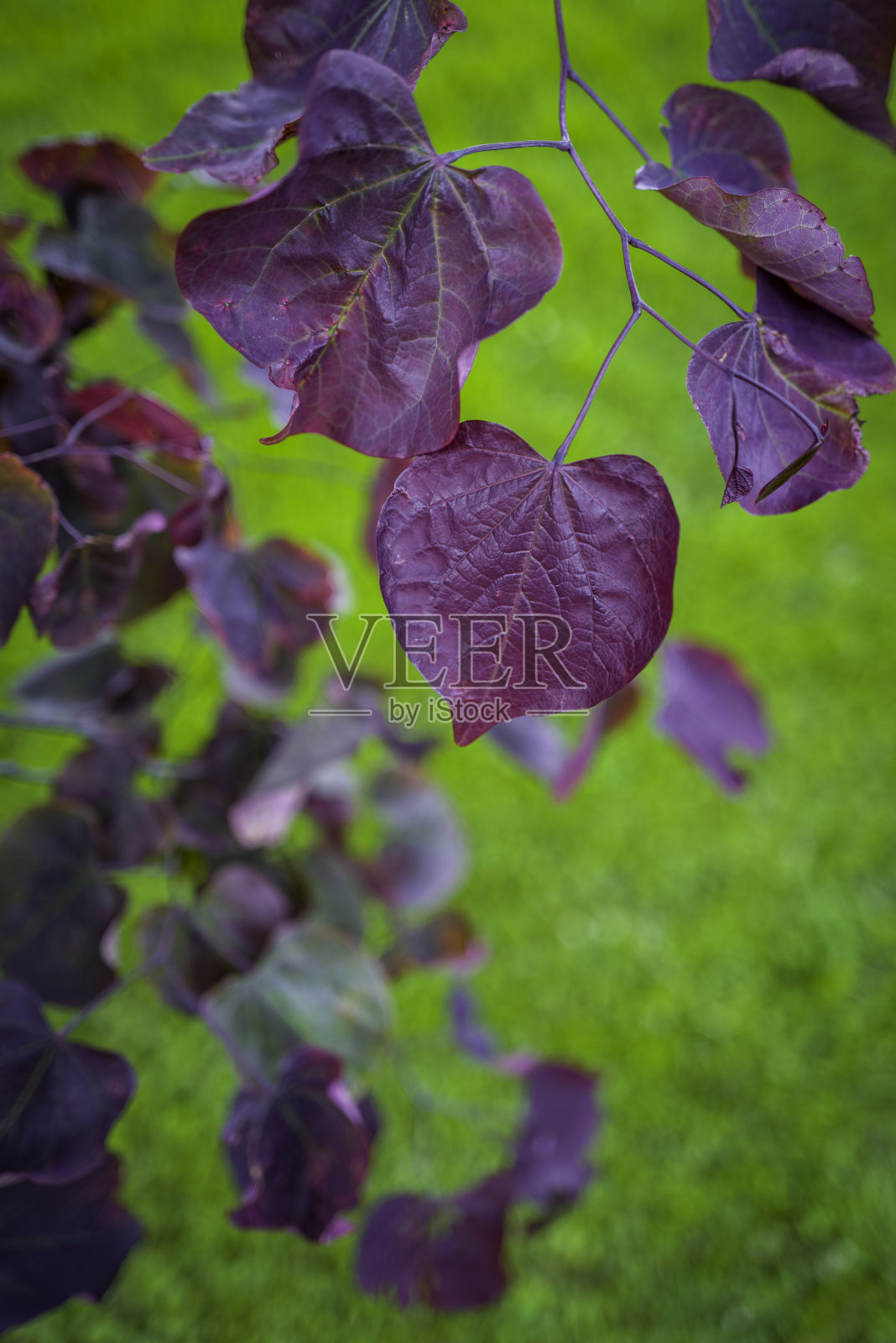 红叶双花Cercidifolius或紫荆榛近距离在柔软的绿色草地背景照片摄影图片