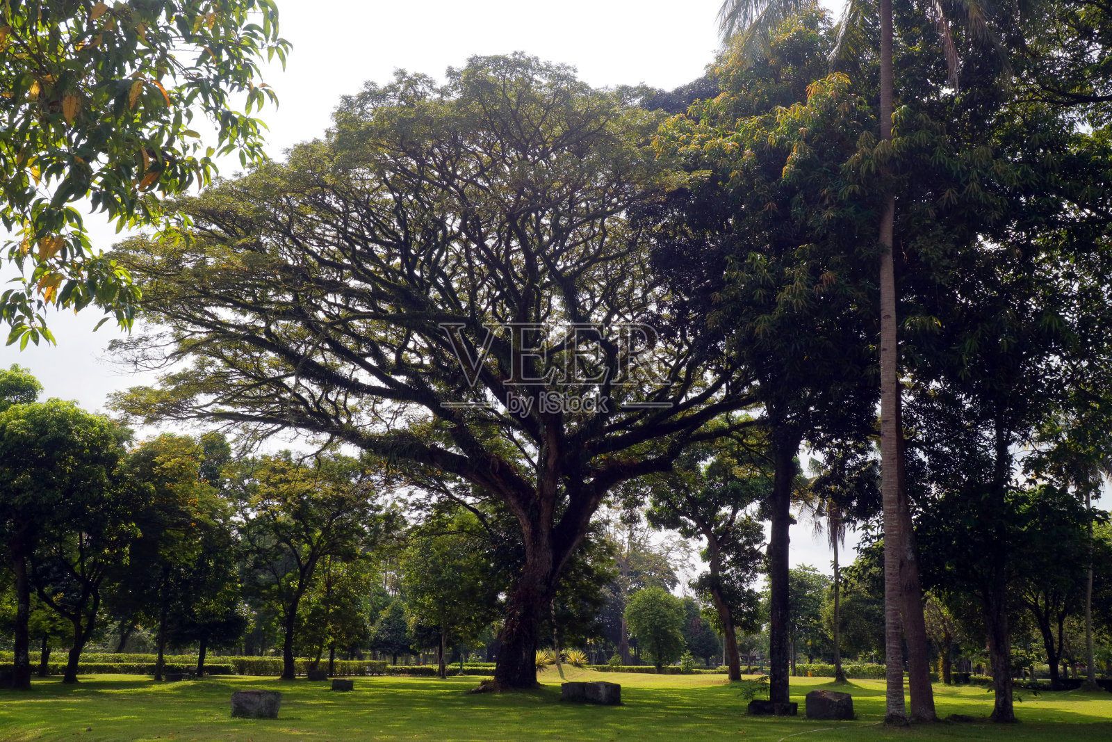 公园里一棵郁郁葱葱的大树照片摄影图片