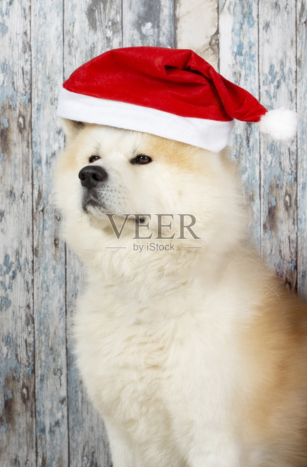 狗与圣诞帽木制背景，秋田犬照片摄影图片