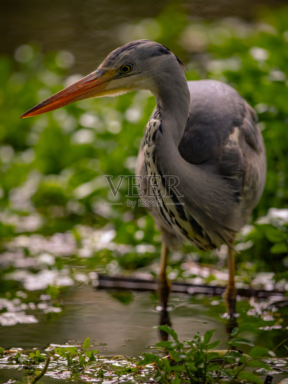 鹭钓鱼照片摄影图片