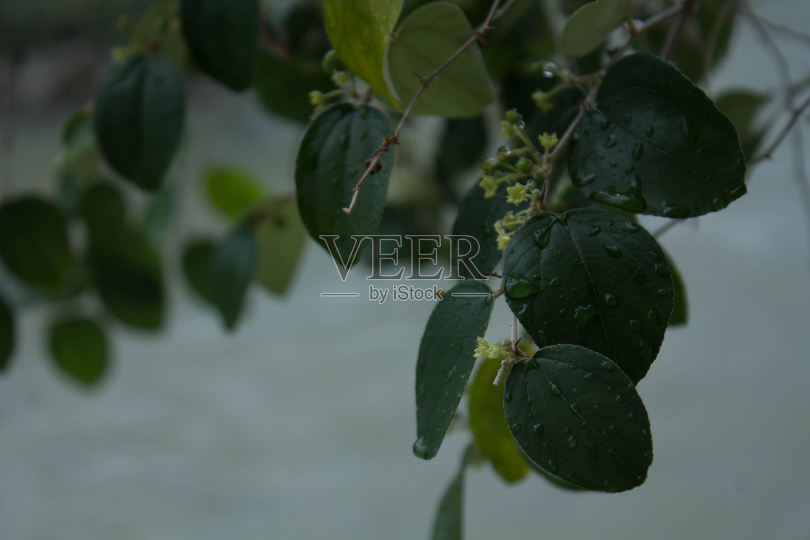 枣叶又名锡尔照片摄影图片