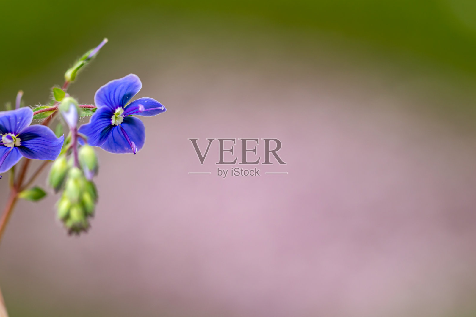 维罗妮卡·阿格里斯提斯花园里的花，宏照片摄影图片