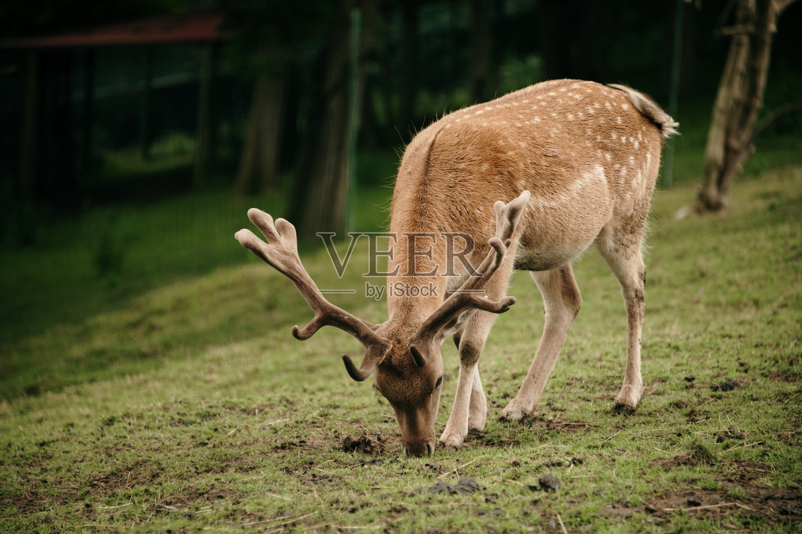 鹿Fallow Dama照片摄影图片