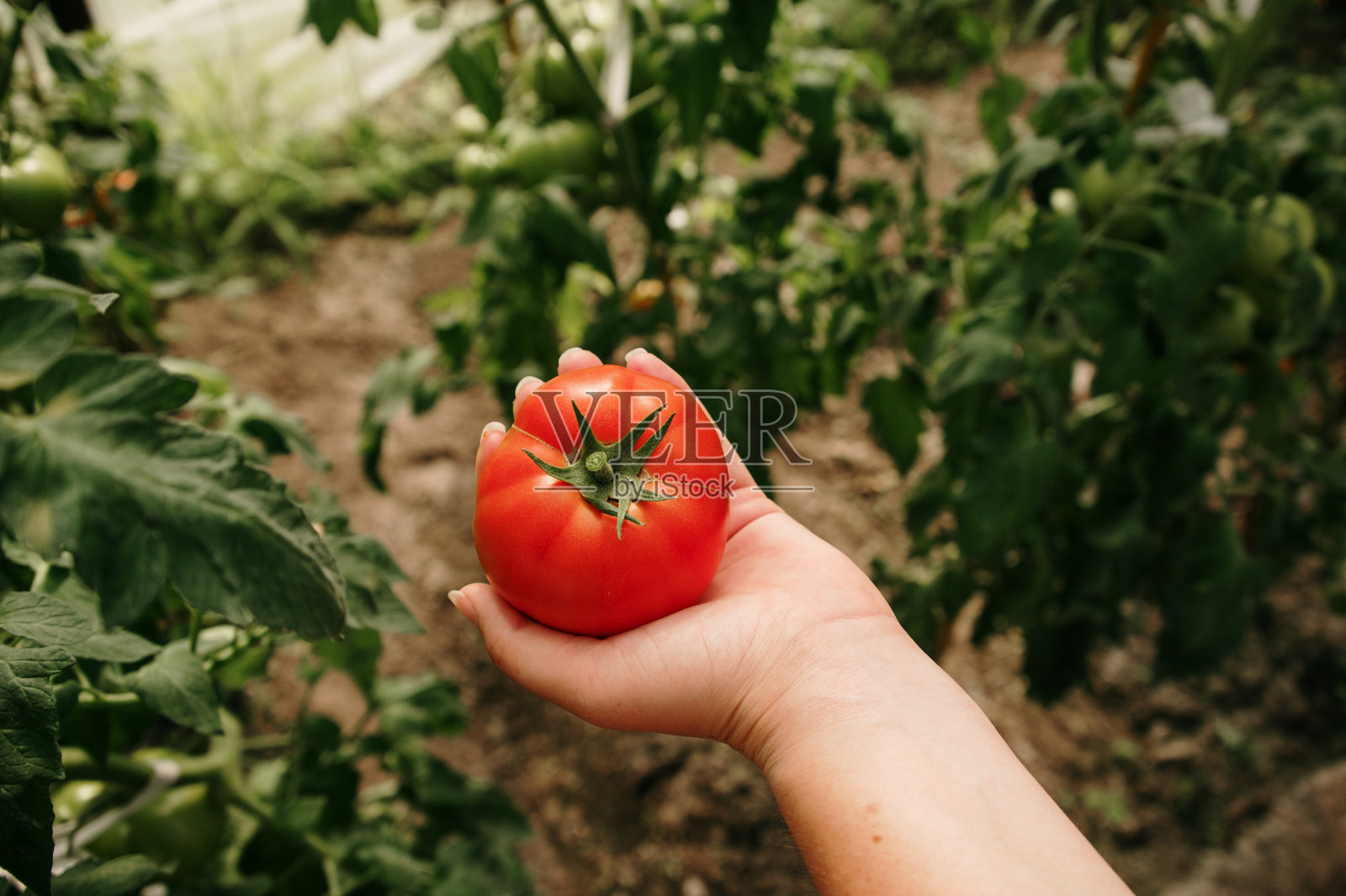 摘完一个红番茄后，拿着它照片摄影图片