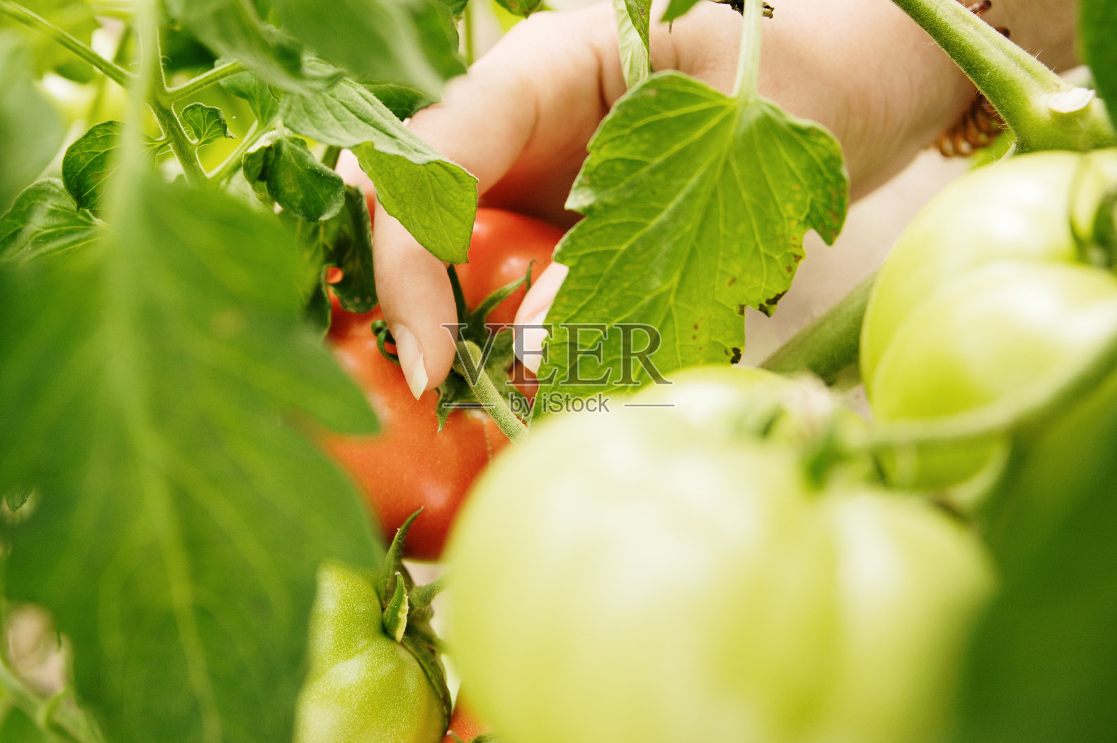 拿起一个番茄照片摄影图片