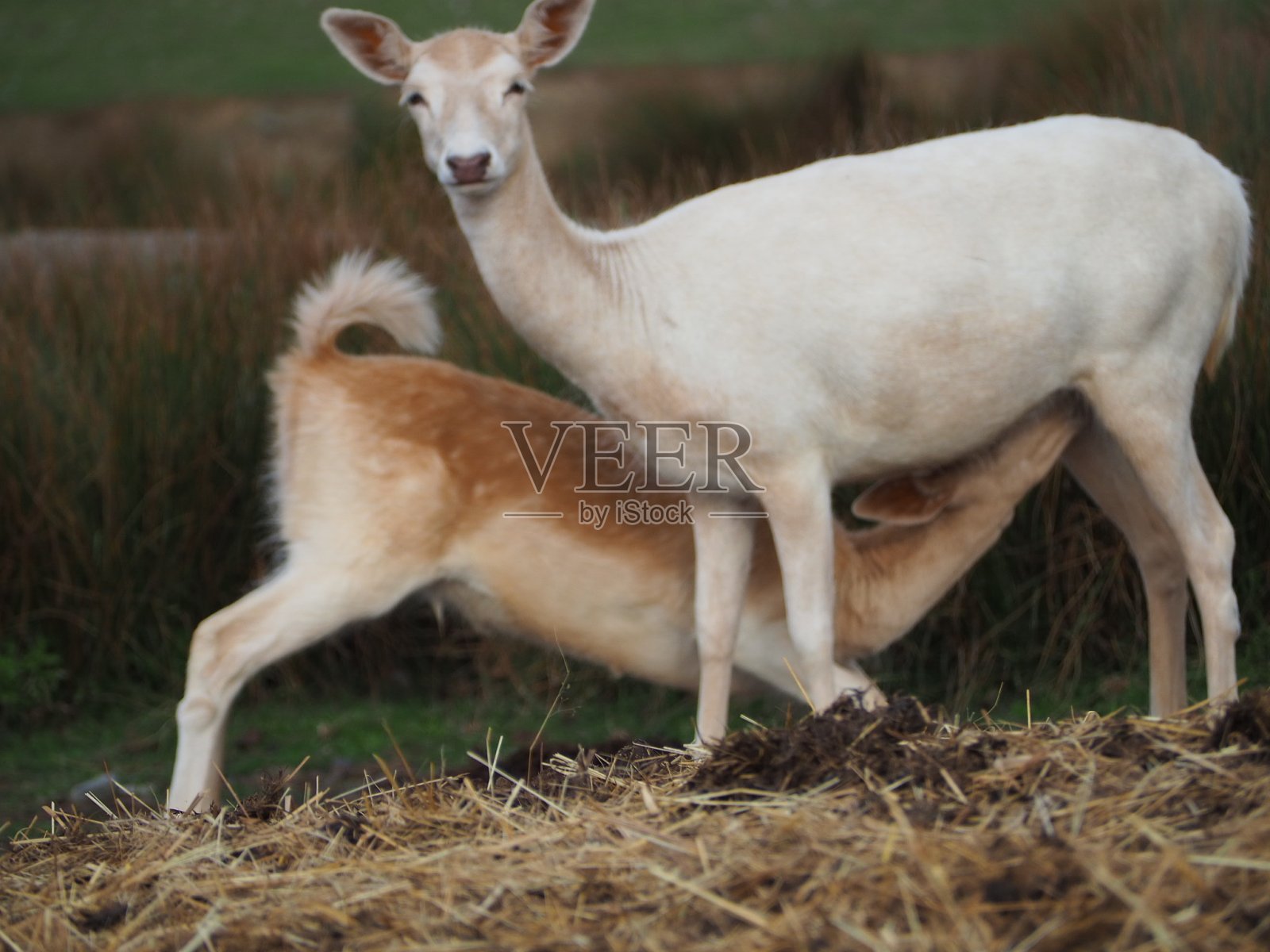 护理鹿照片摄影图片