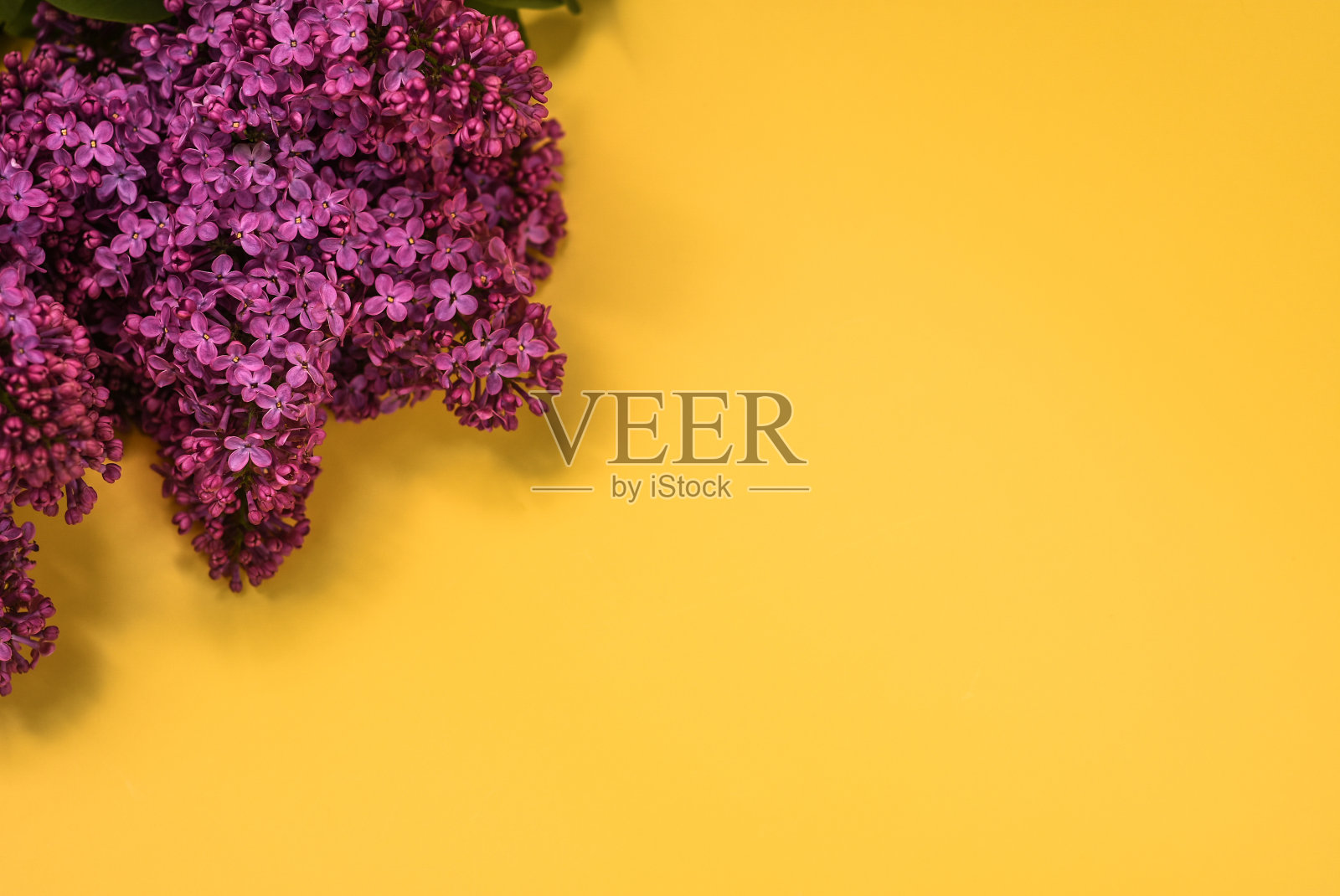 美丽的紫丁香花在黄色的背景上。模拟了照片摄影图片