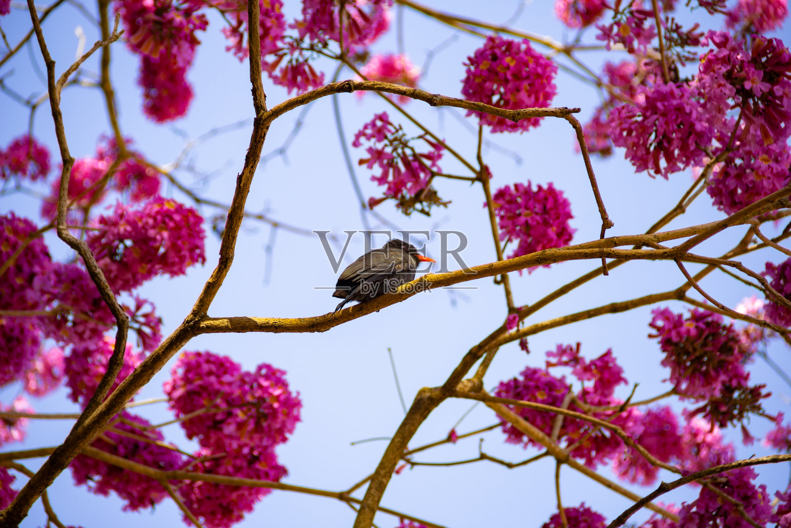 一只鸟儿栖息在开花的树枝上。照片摄影图片