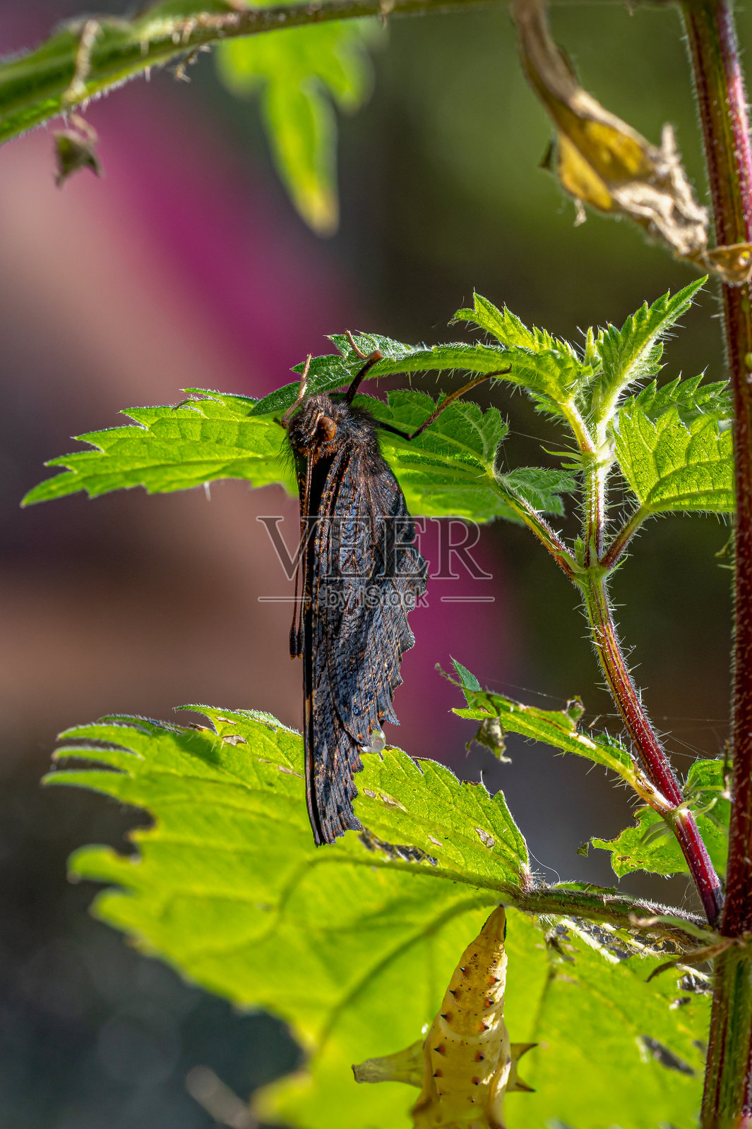 新生的孔雀蝴蝶在阳光下晾晒翅膀照片摄影图片