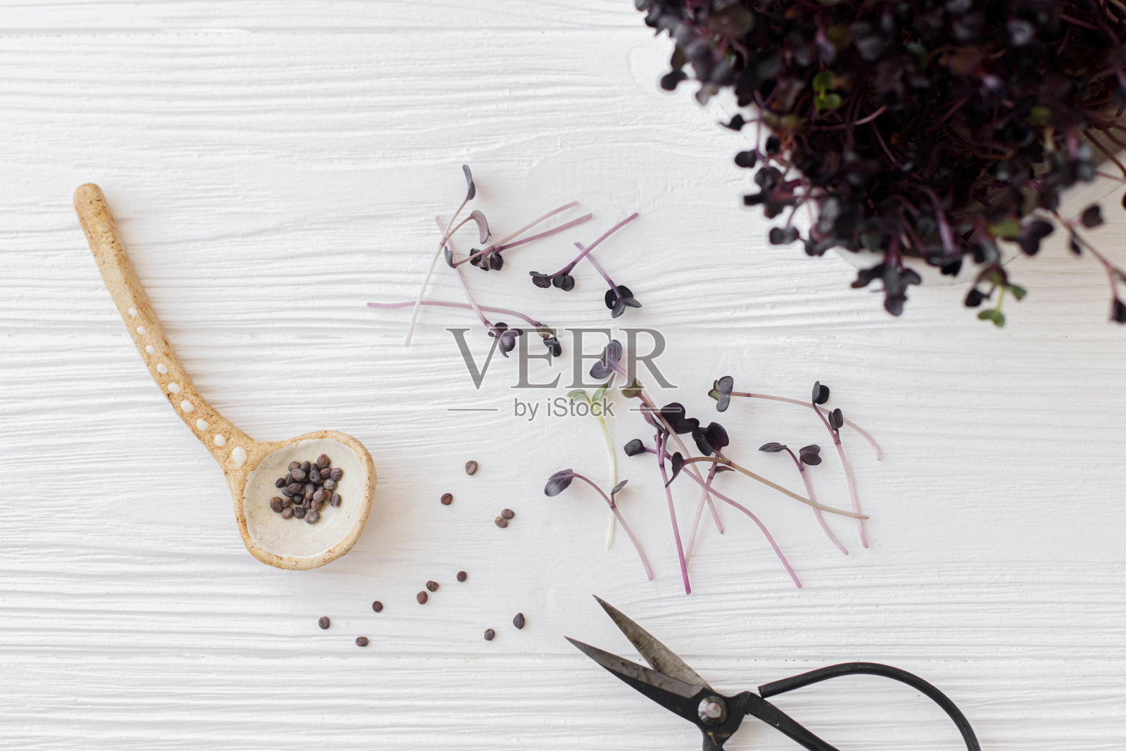 鲜红萝卜芽，勺子，种子，剪刀上白木，俯视图。萝卜桑戈语在照片摄影图片