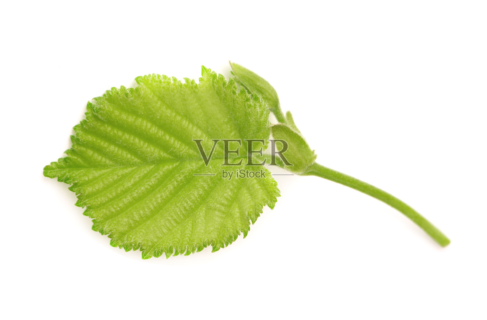 绿色的榛子叶子孤立在白色的背景。新鲜的绿色榛叶。照片摄影图片