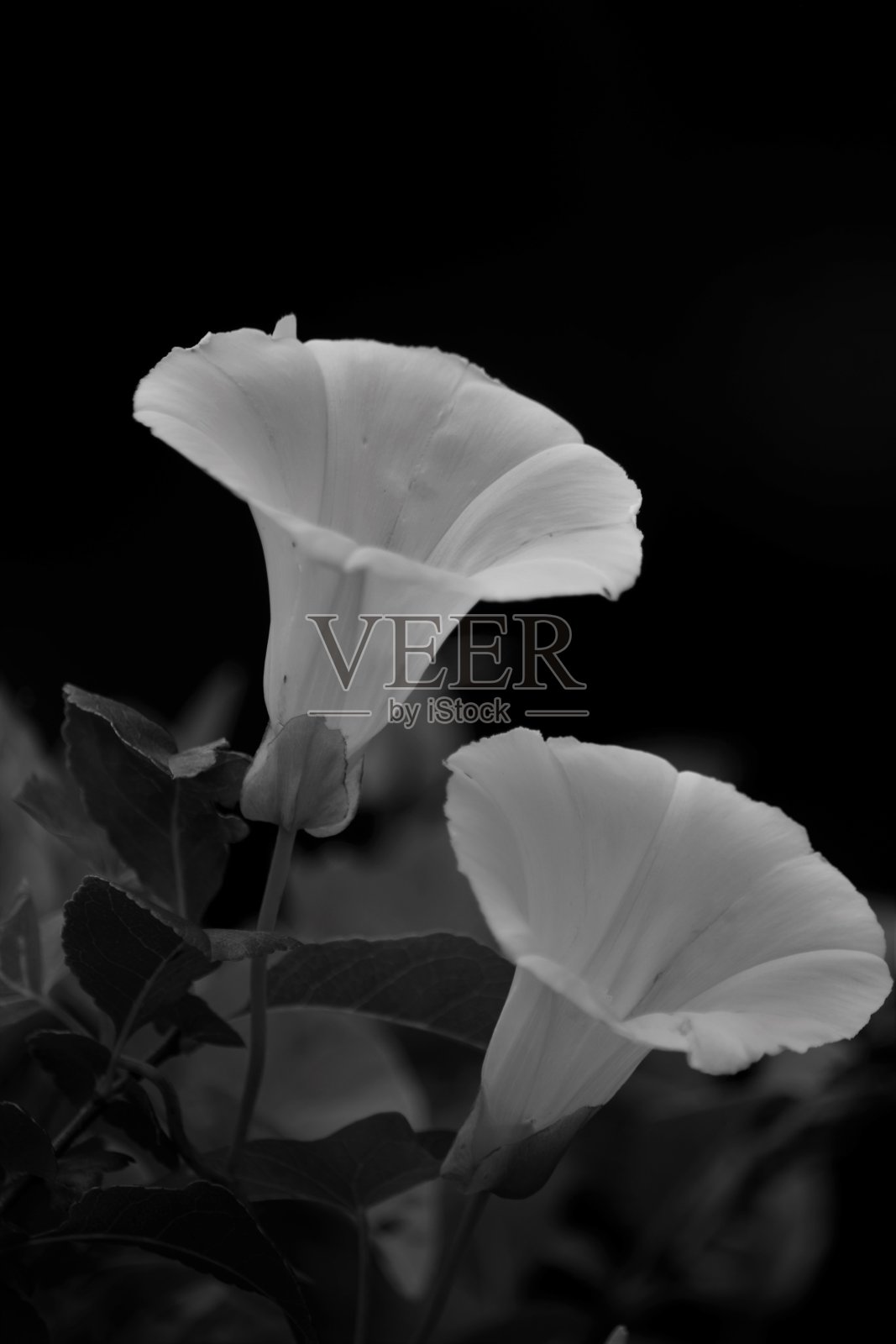 黑色和白色的花照片摄影图片