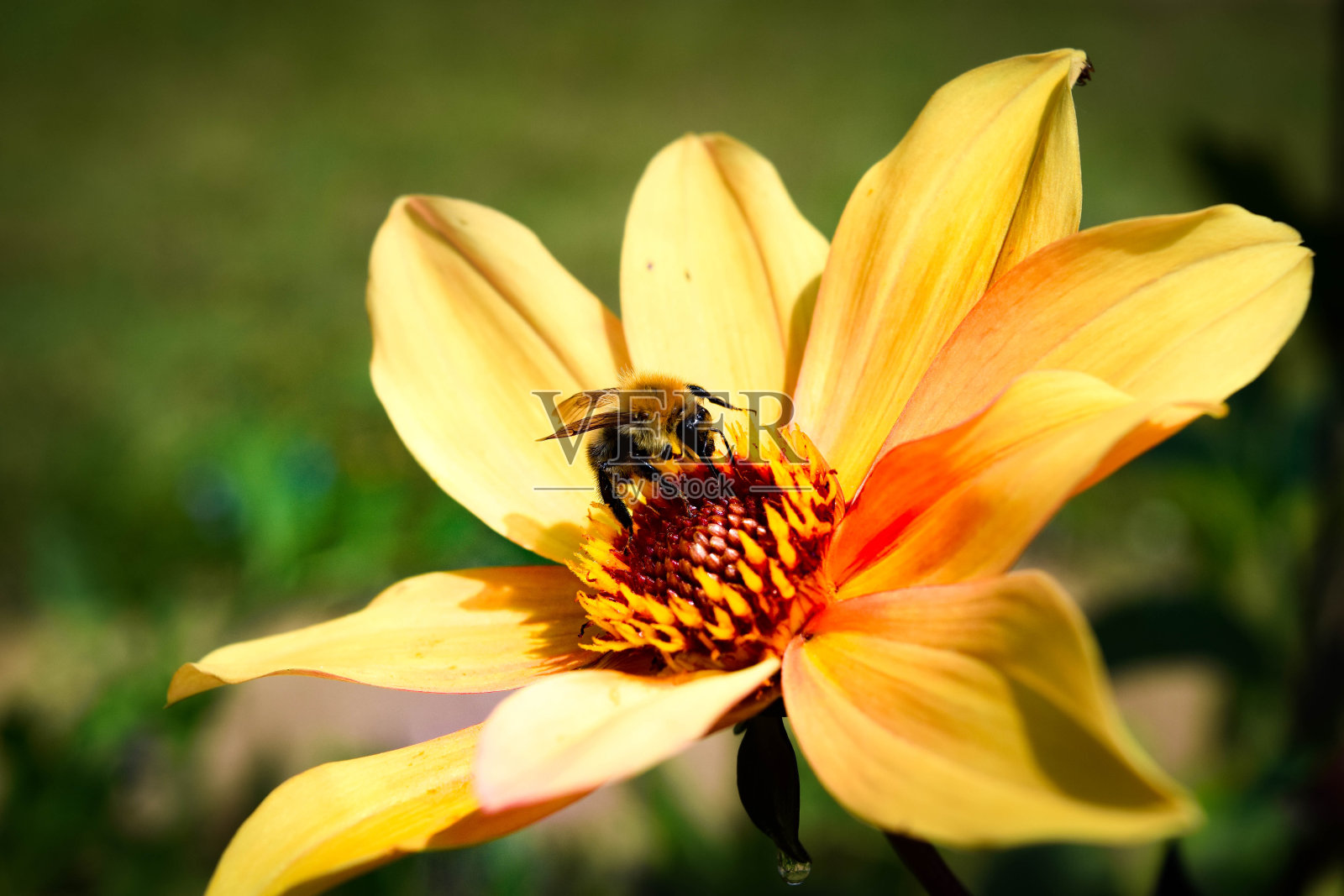 黄花上的蜜蜂照片摄影图片