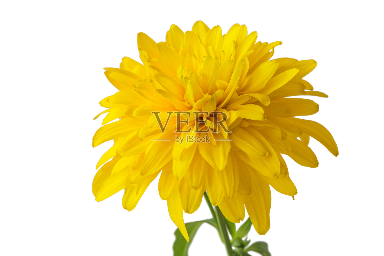 一朵黄花孤立在白色背景上。照片摄影图片