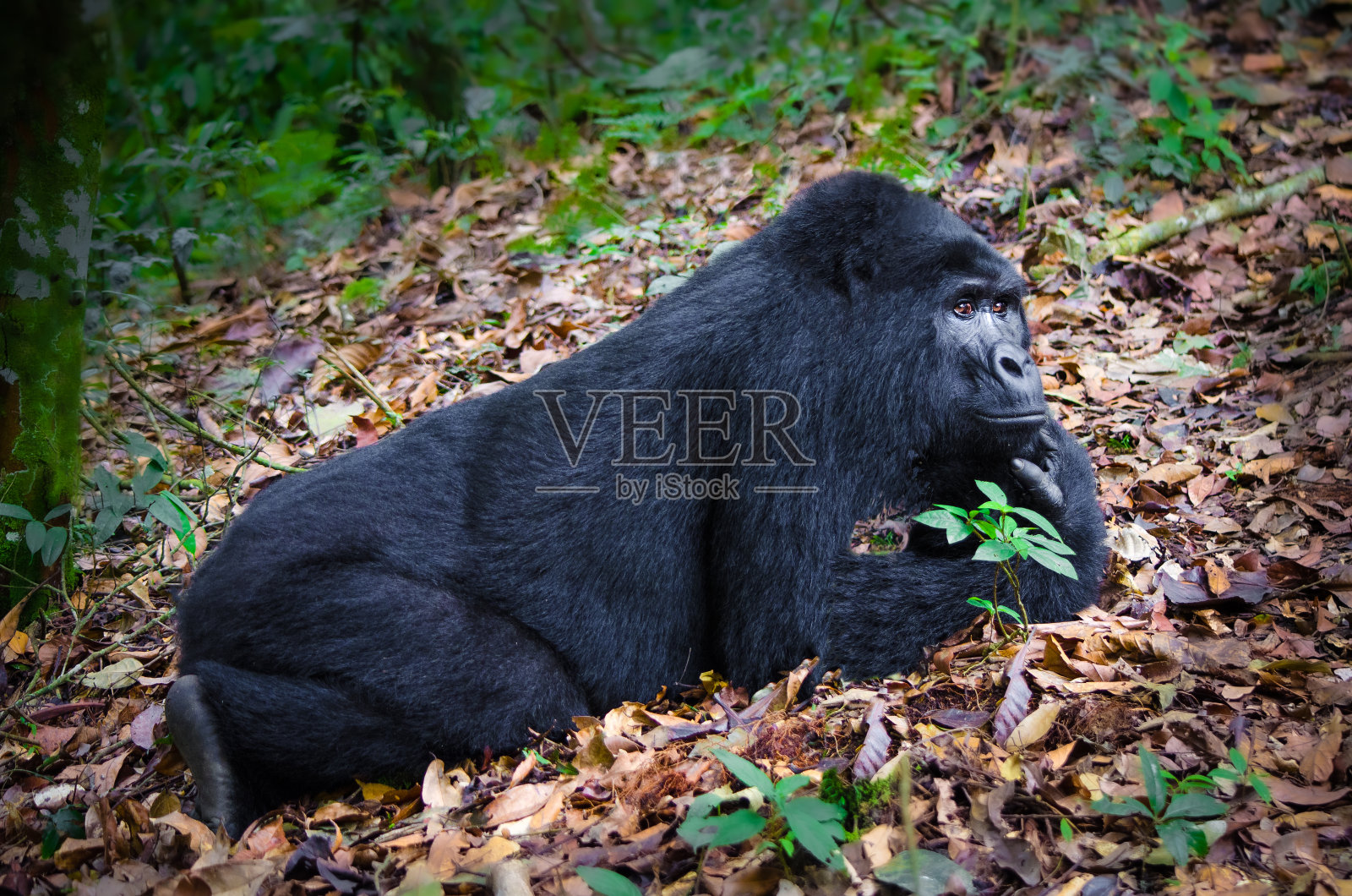 山地大猩猩照片摄影图片