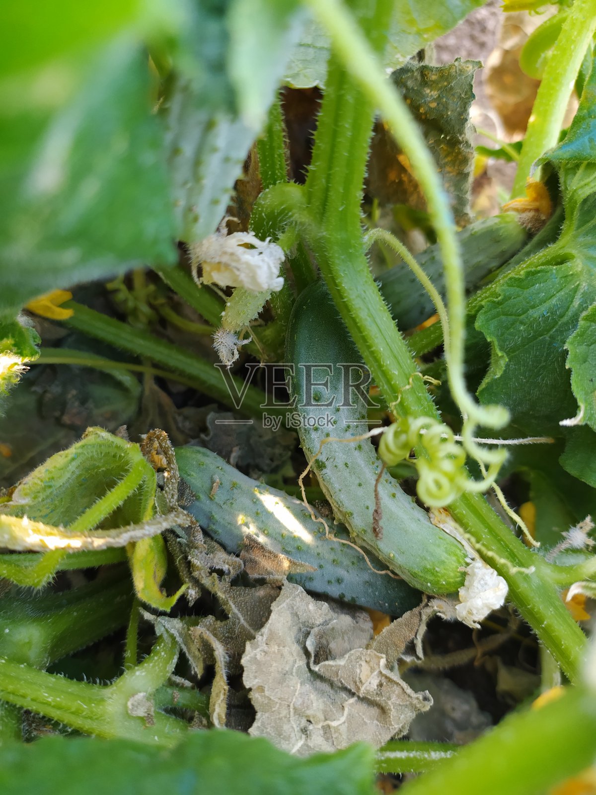 西红柿、辣椒、茄子、西瓜、鹰嘴豆、豆子、花生、黄瓜、照片摄影图片