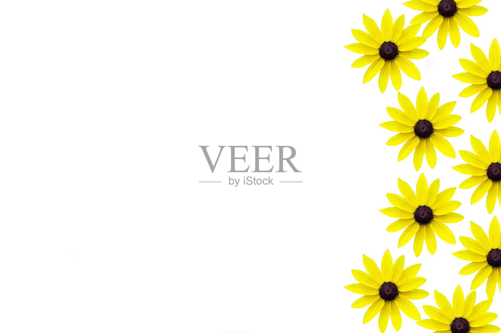 洋甘菊无缝花纹，黄洋甘菊照片摄影图片