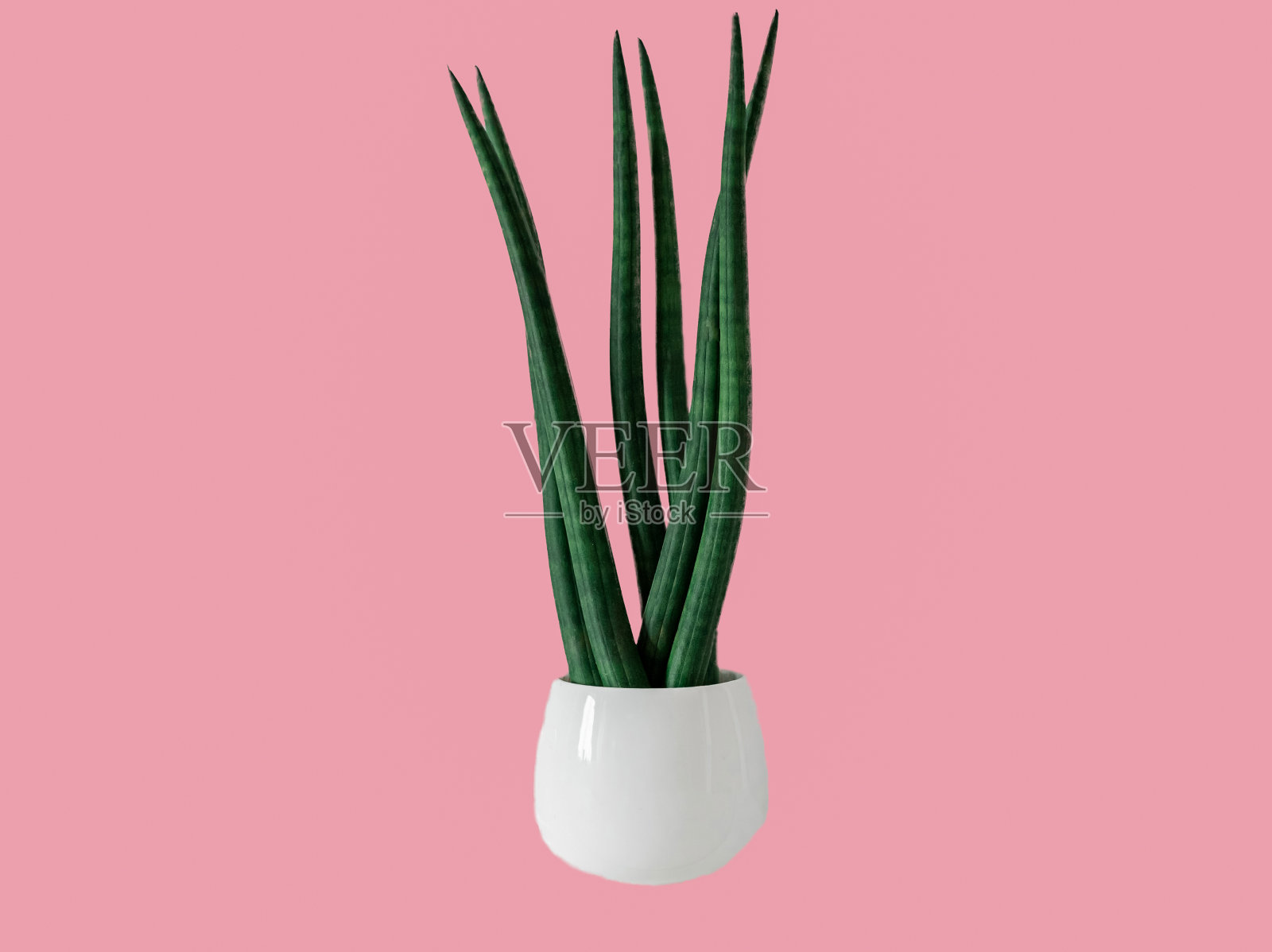 虎尾兰，肉质孤立在粉红色的背景上照片摄影图片