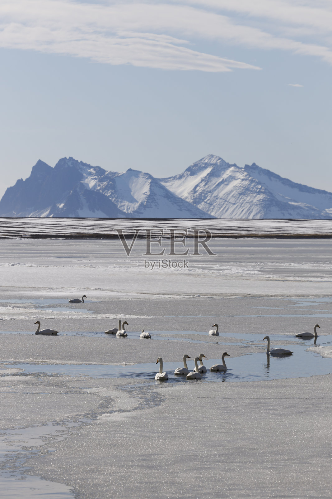 寒冷自然环境中的野生天鹅群照片摄影图片