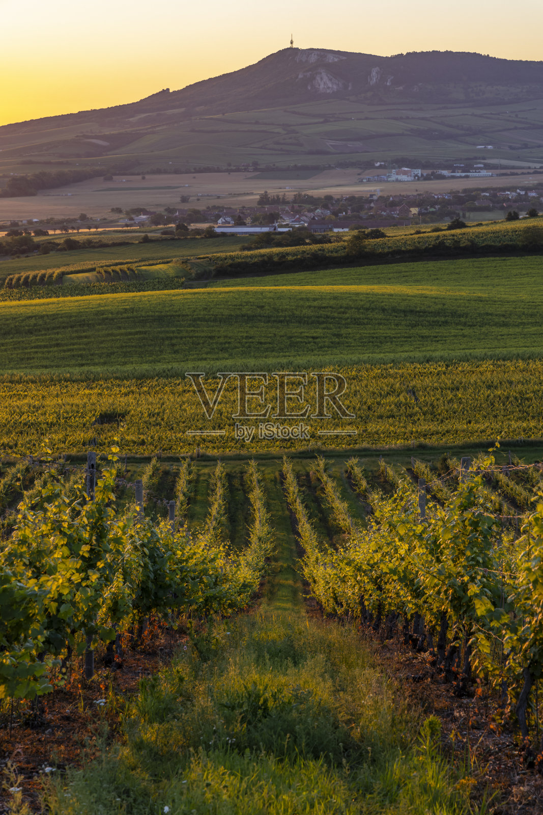 捷克共和国南部摩拉维亚巴拉瓦葡萄园的日出照片摄影图片