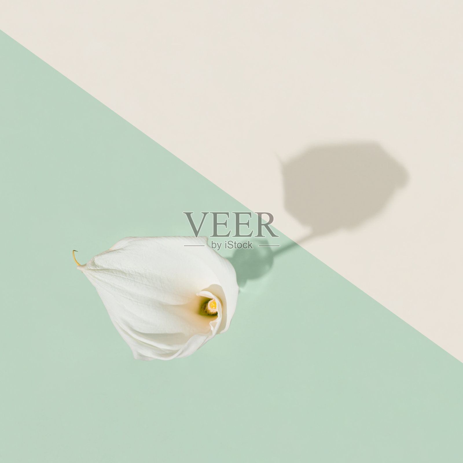 白色，阳光下的花马蹄莲或马蹄莲盛开孤立在柔和的米色和绿色背景。装饰、喜庆的请帖理念。最小的平面布局和复制空间。照片摄影图片