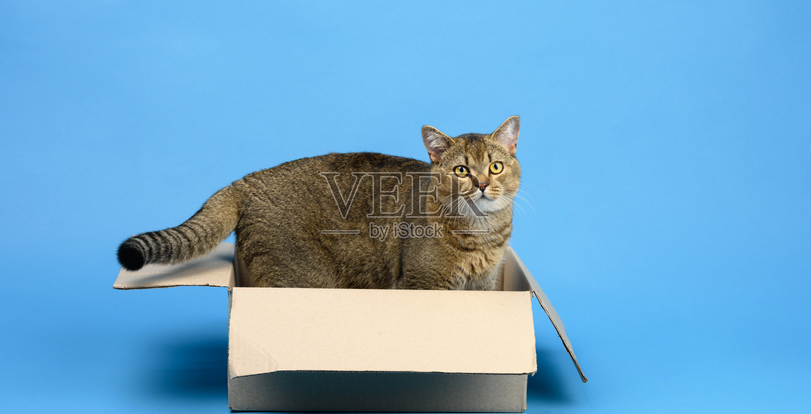 成年苏格兰直栗鼠坐在一个棕色的纸板箱里，上面是蓝色的背景照片摄影图片